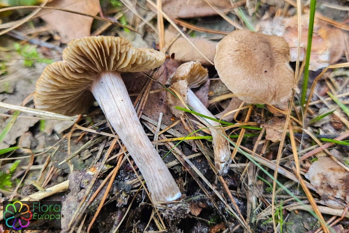 Zilversteelvezelkop