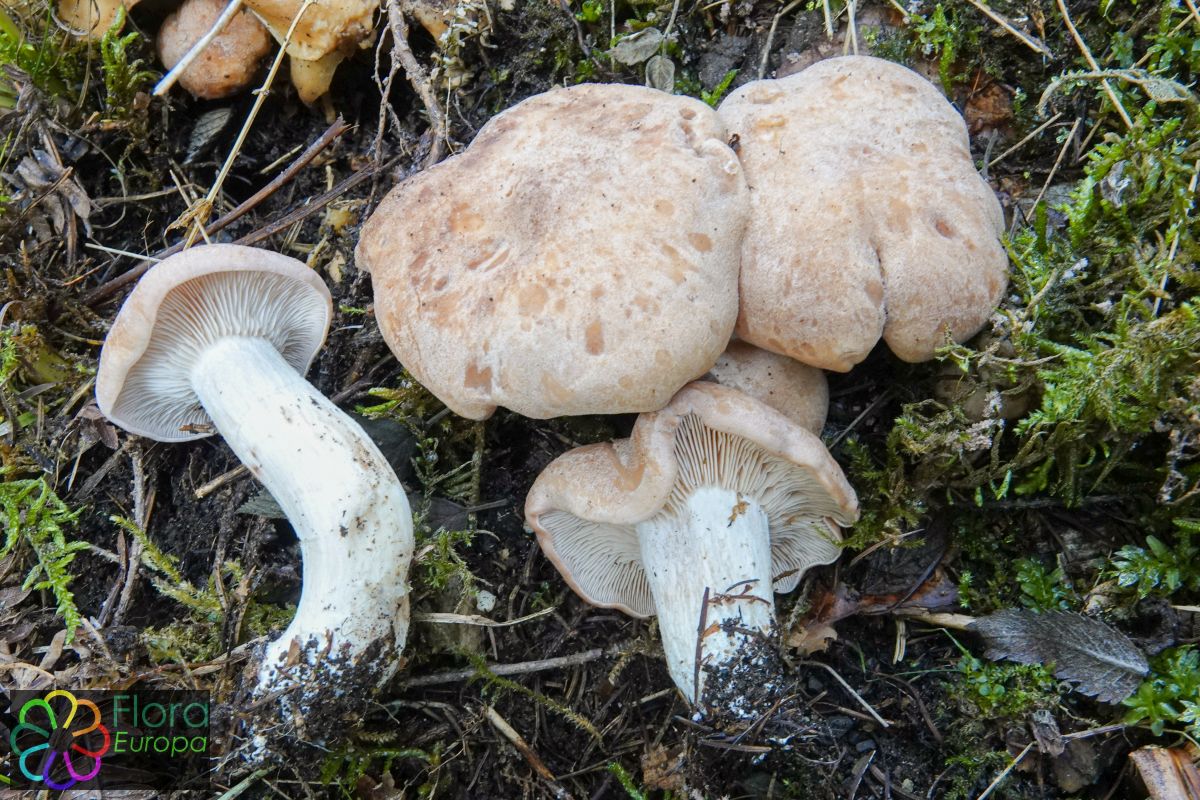 Vleeskleurige zalmplaat