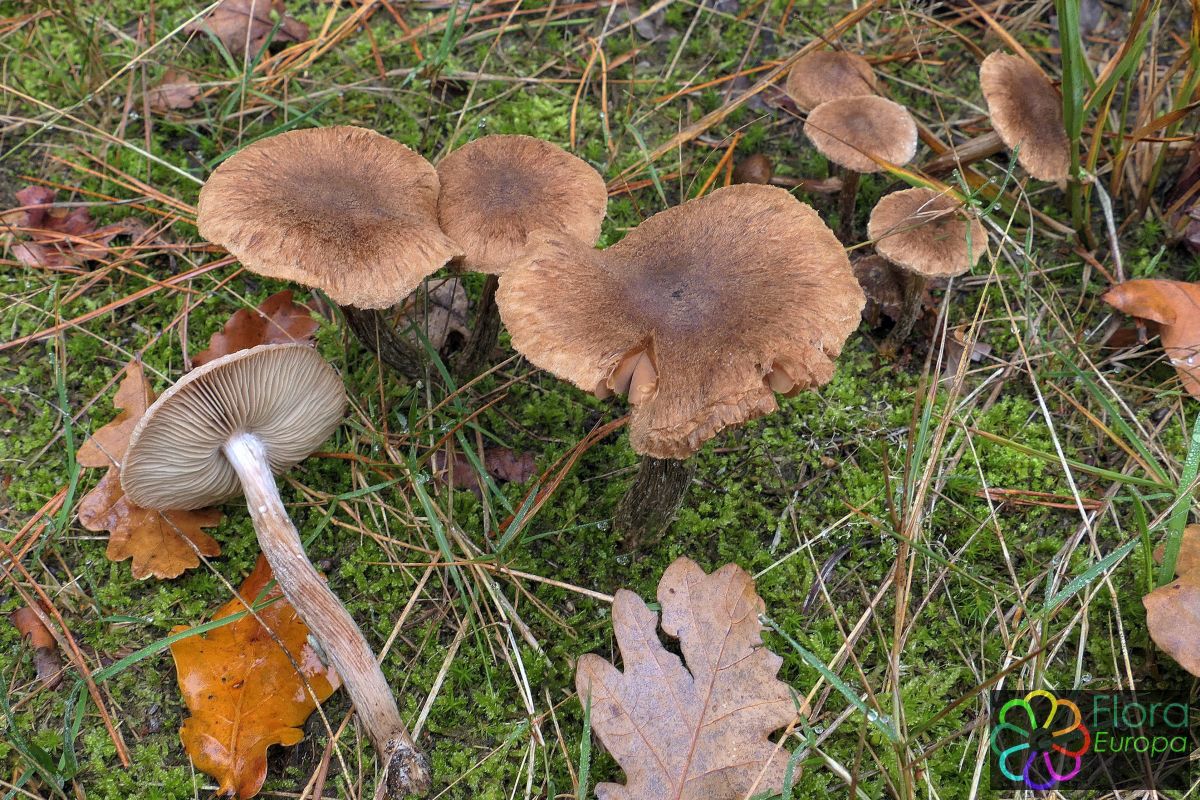 Zandpadvezelkop