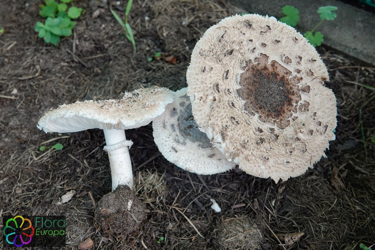 Bruine knolparasolzwam