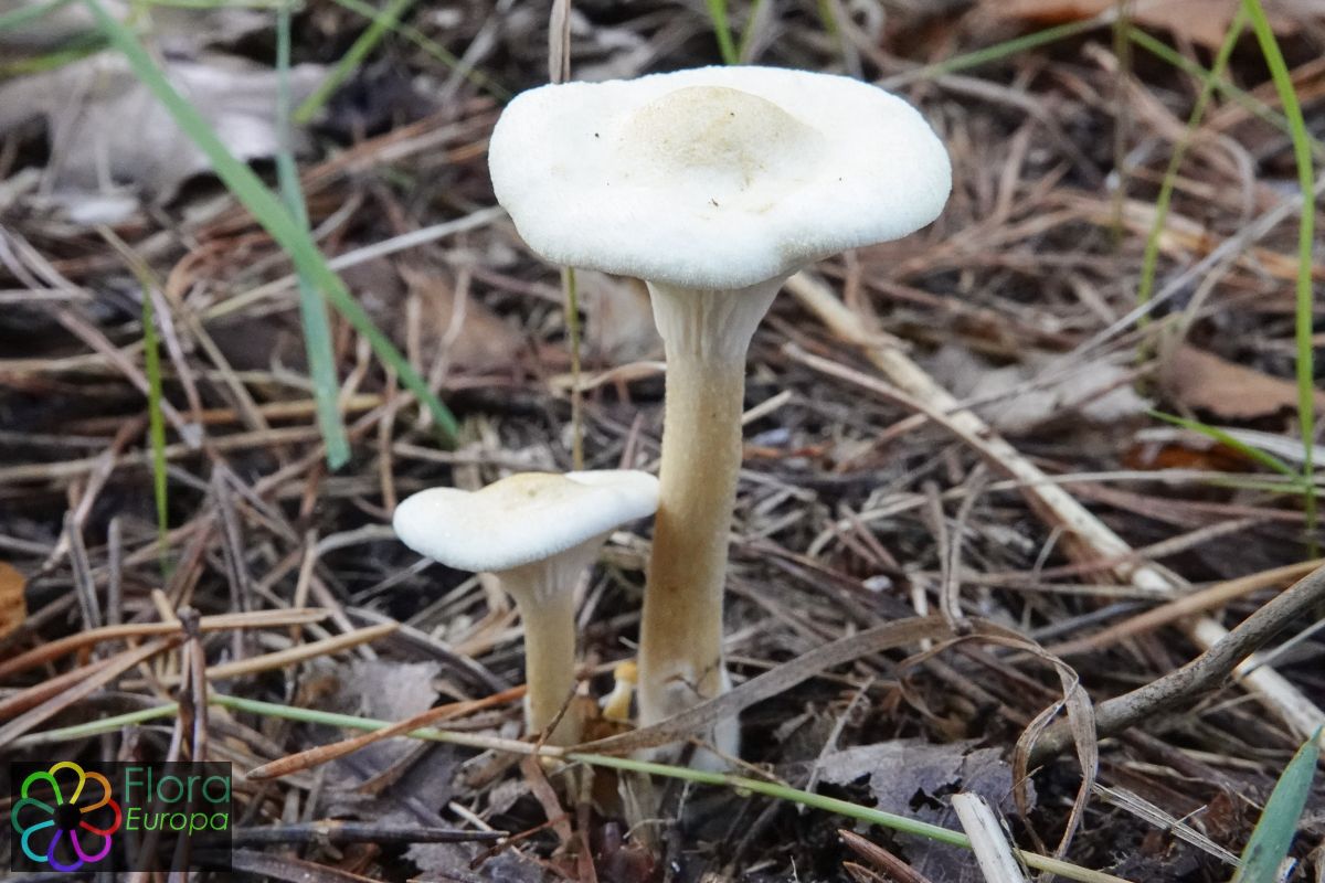 Valse hanenkam f. albida
