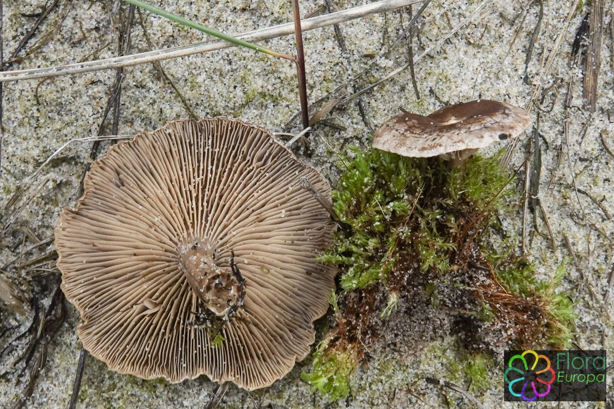 Zwartwordende zalmplaat