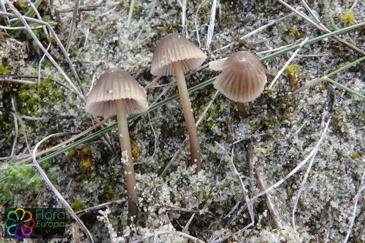 Bruinsnedemycena