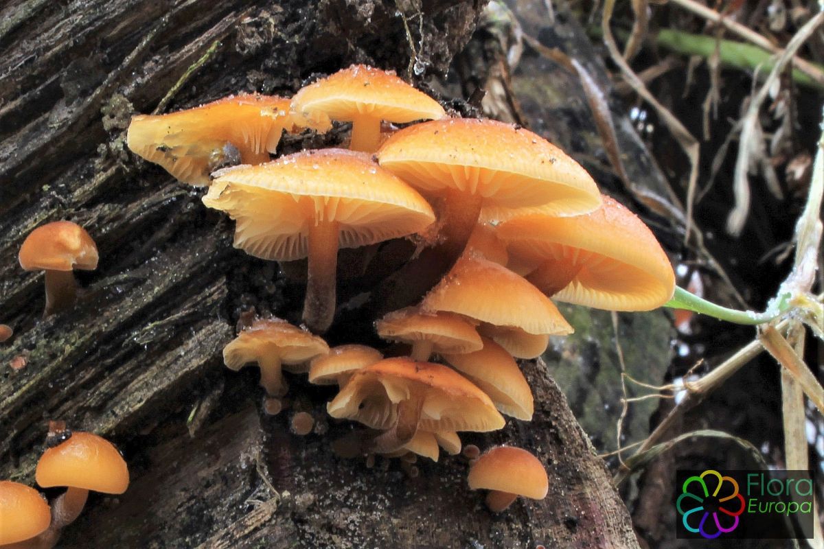 Gewoon fluweelpootje