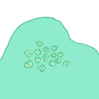 Soralen/sorediën (korrels)