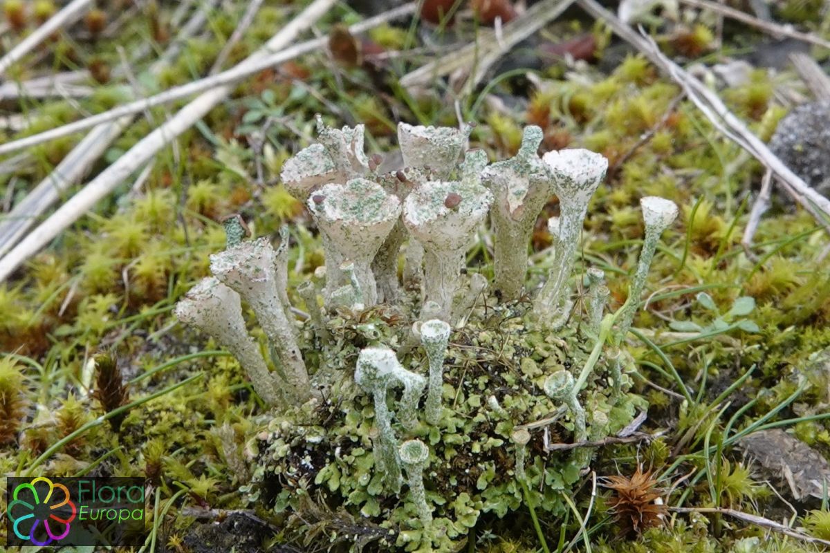 Duinbekermos