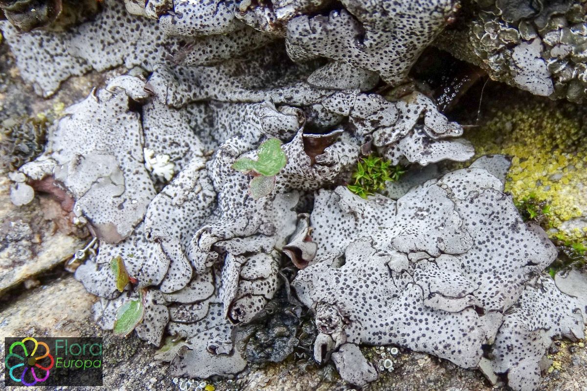 Dermatocarpon miniatum