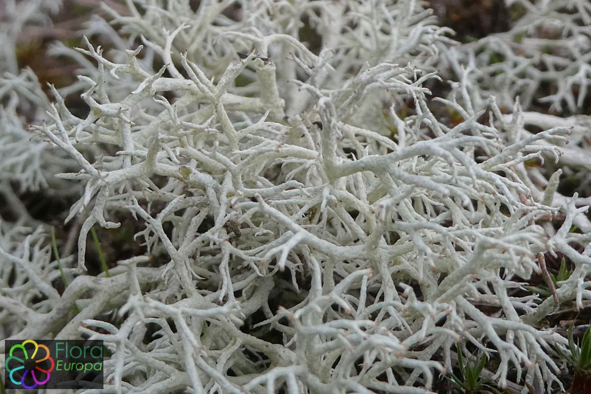 Gebogen rendiermos