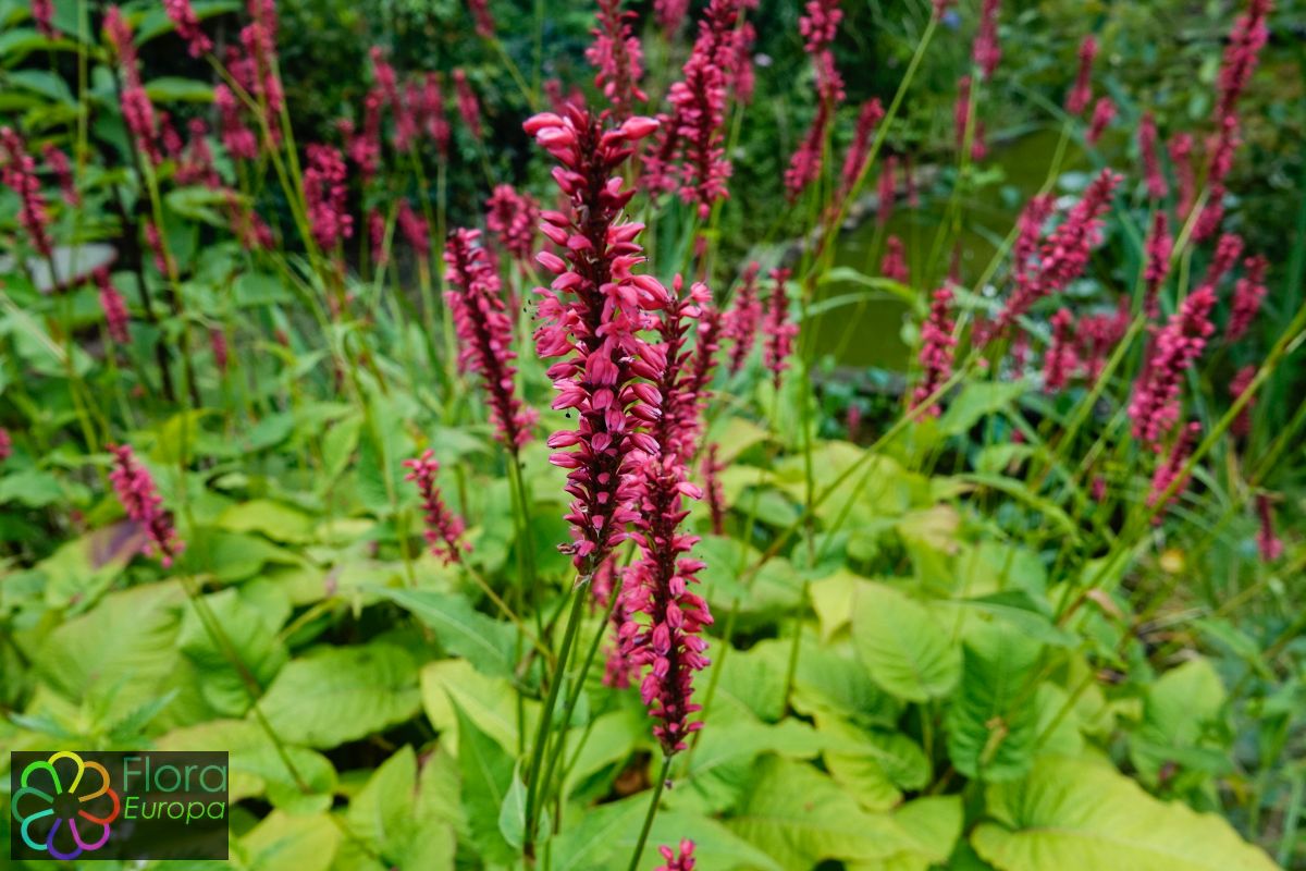 Doorgroeide duizendknoop