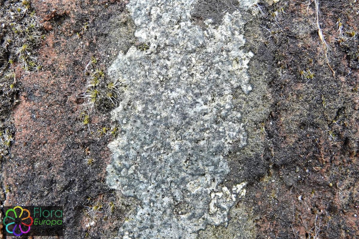 Dunne blauwkorst