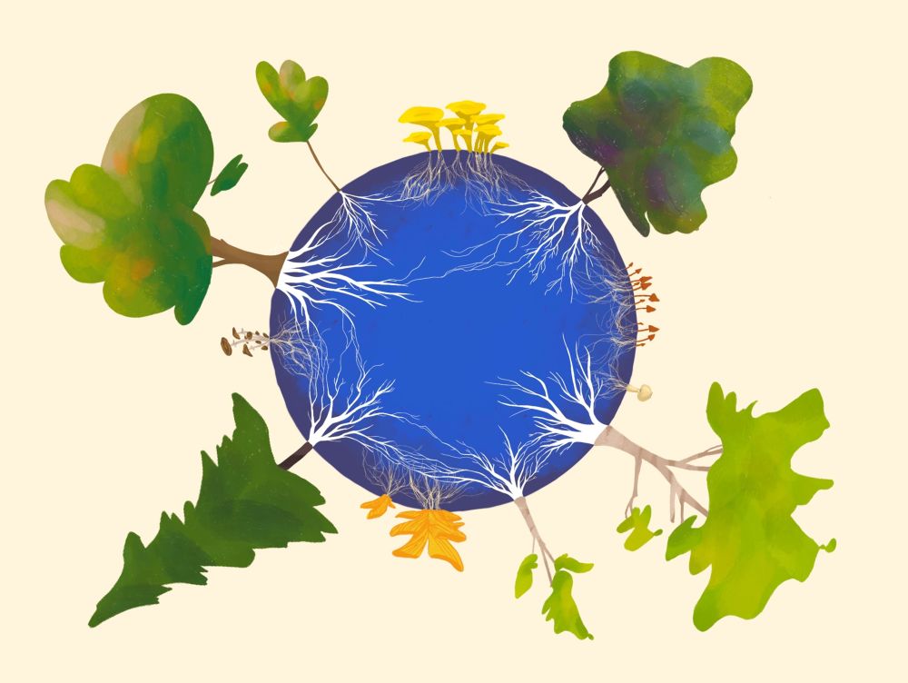 Wood Wide Web: de interactie tussen planten en schimmels