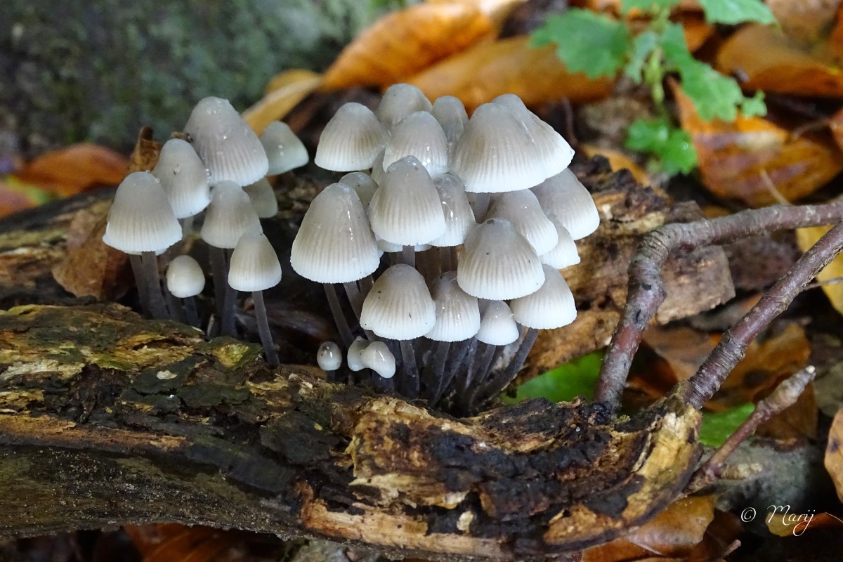 Bundelmycena