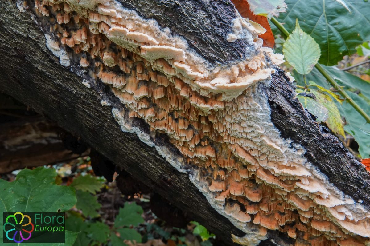 Abrikozenbuisjeszwam