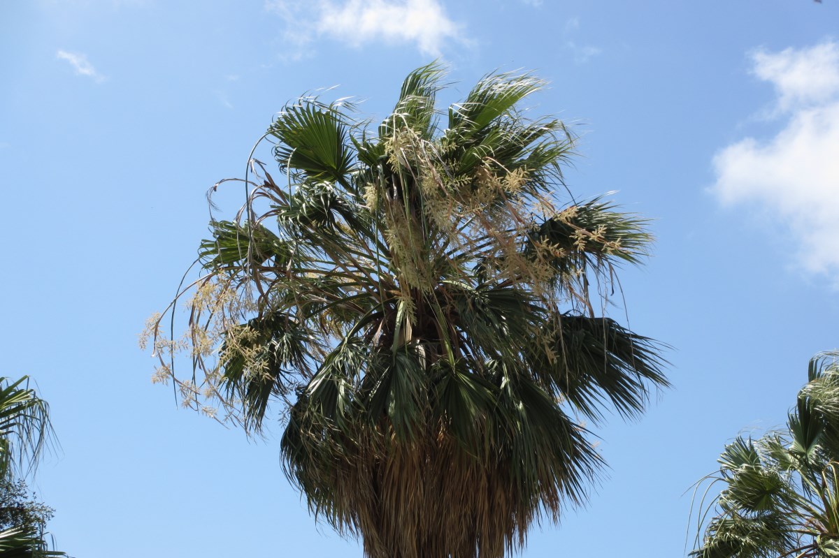 Californische waaierpalm