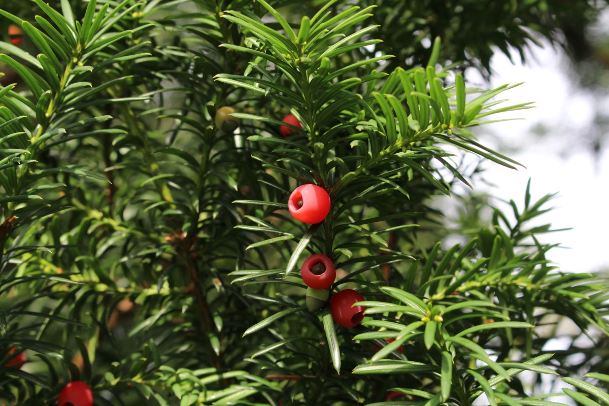 Taxus
