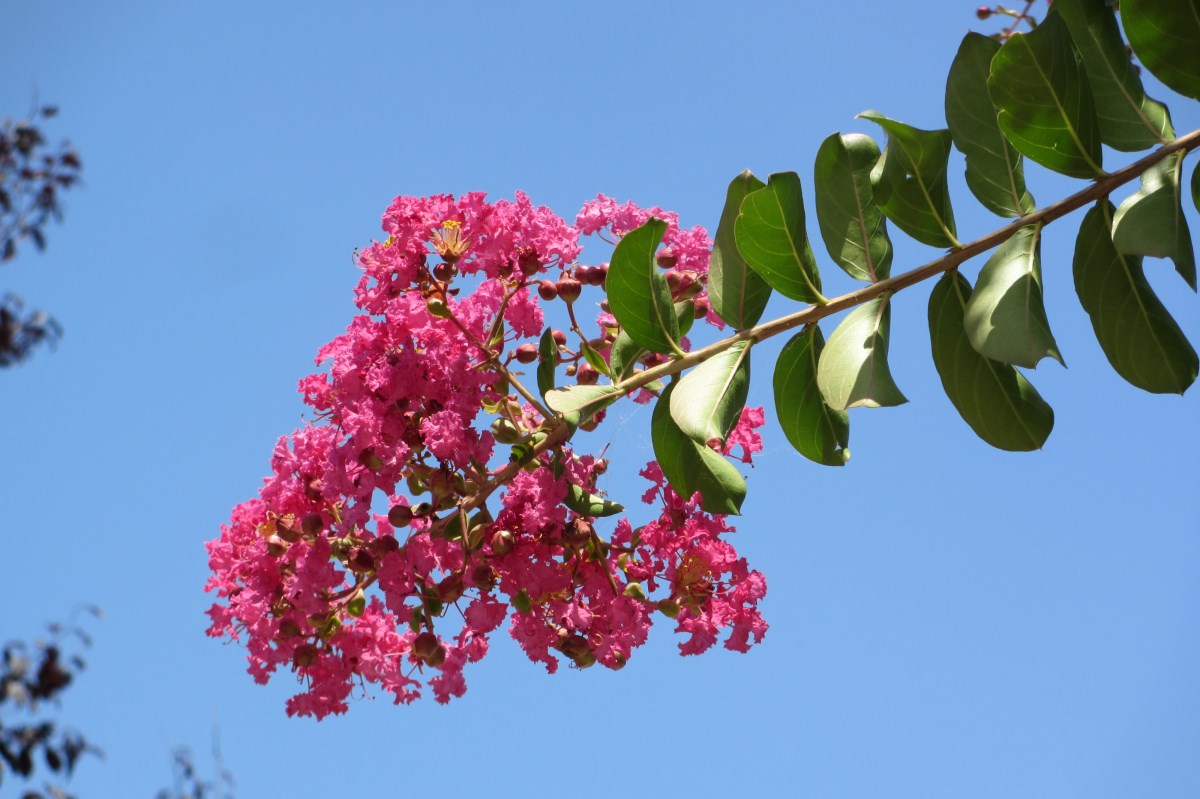 Lagerstroemia indica