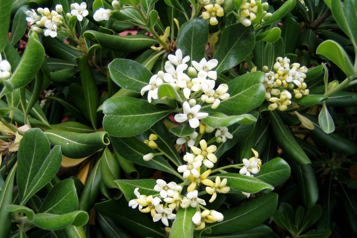 Australische laurier