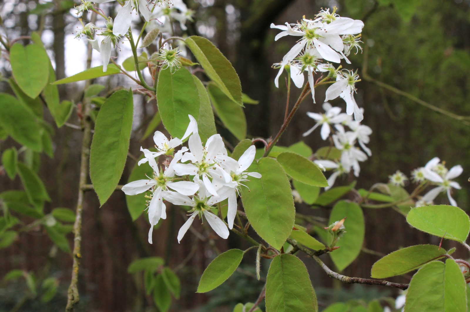 Europees krentenboompje