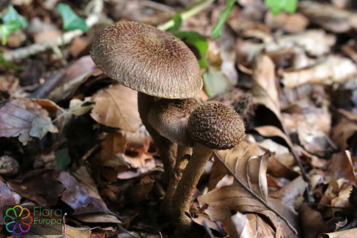 Violetbruine vezelkop
