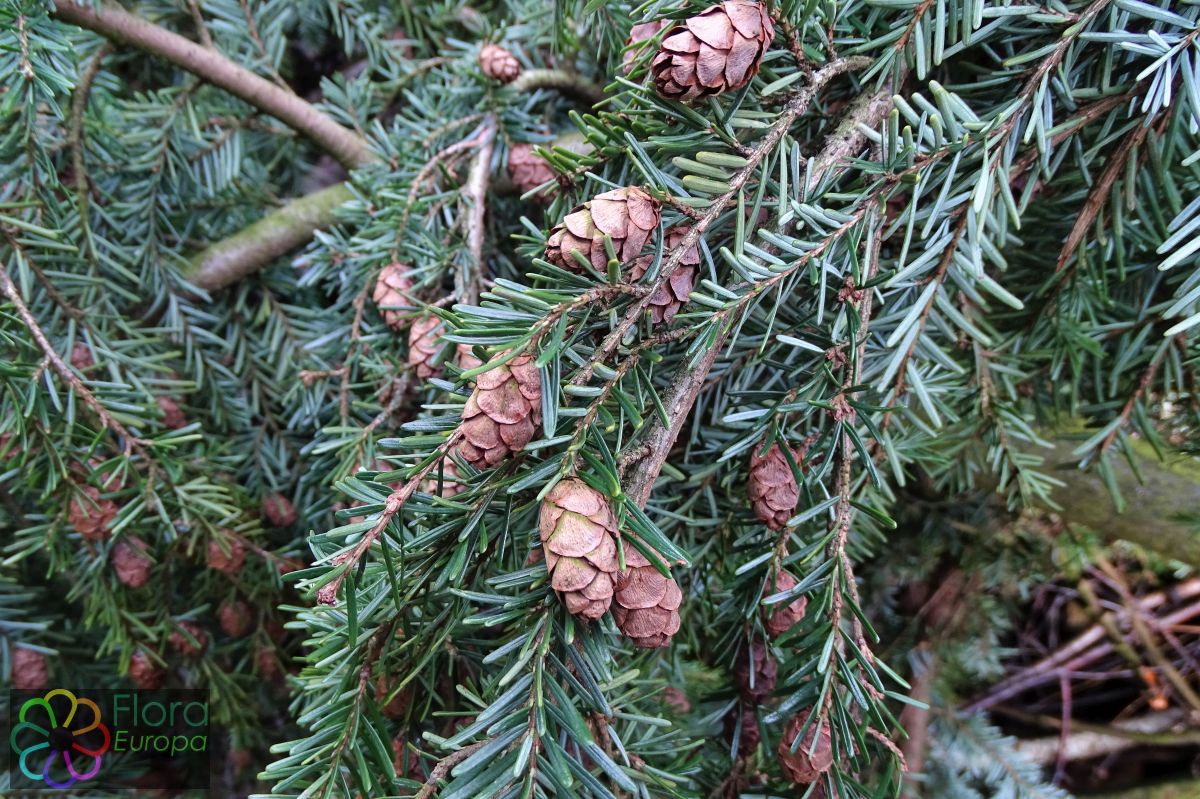 Westelijke hemlockspar