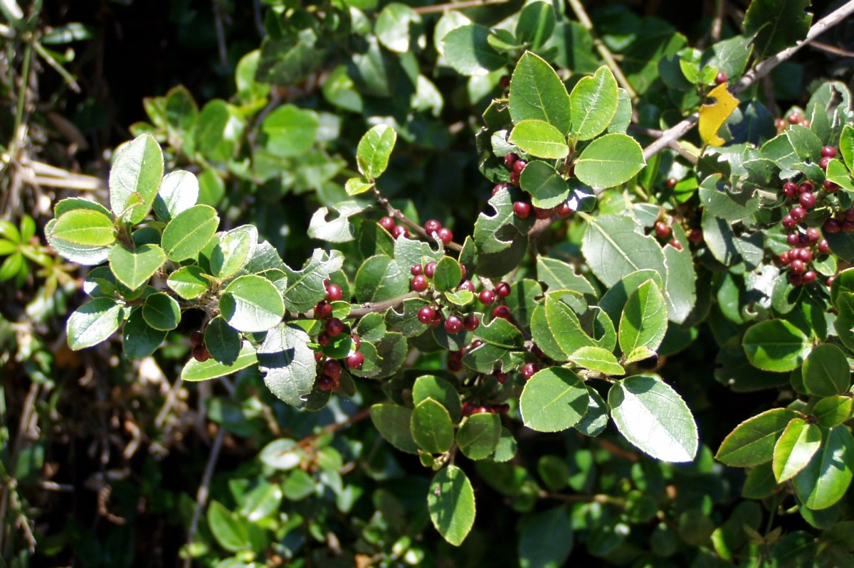 Groenblijvende wegedoorn