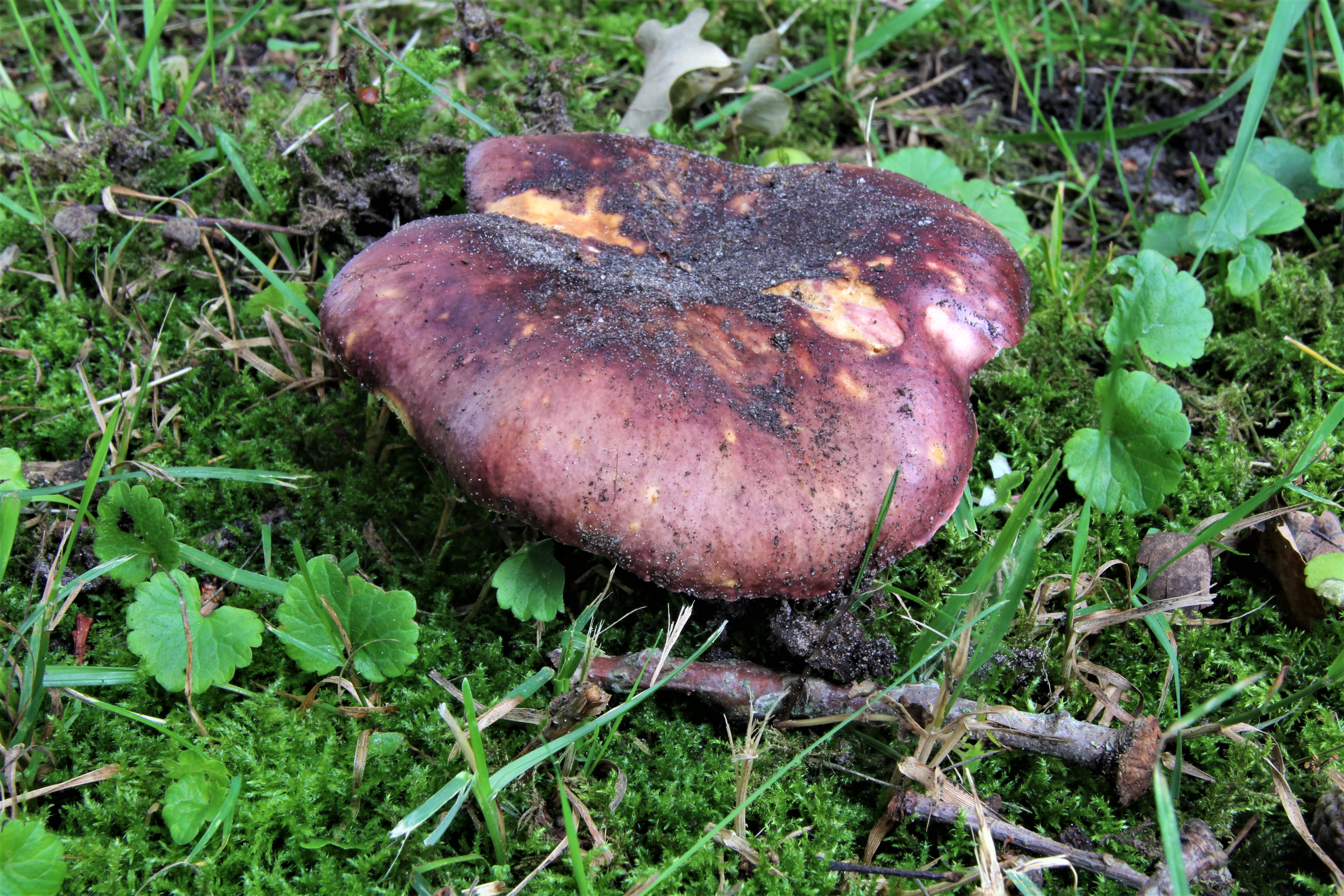 Vissige eikenrussula