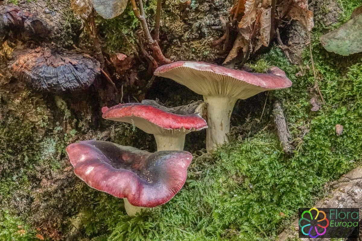 Zwartpurperen russula