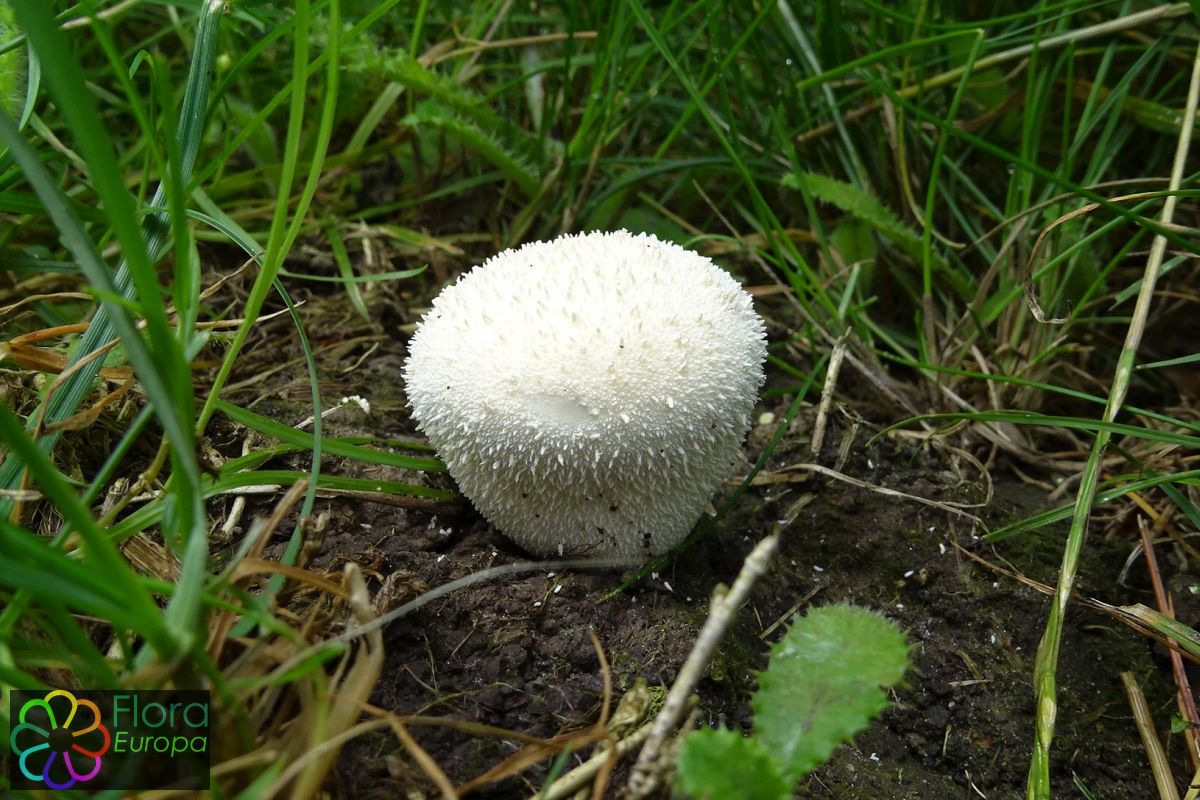 Afgeplatte stuifzwam