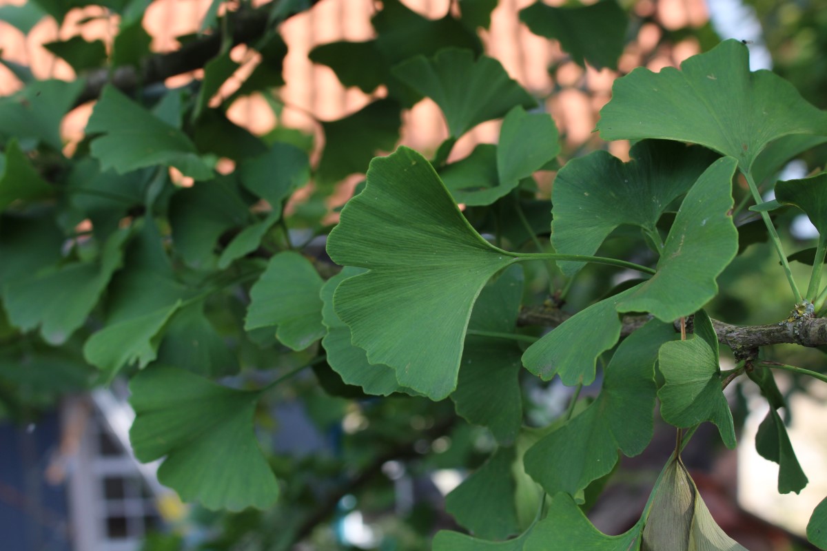 Ginkgo