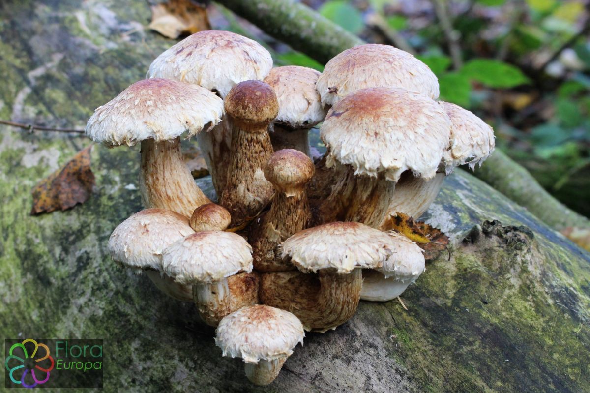 Wollige bundelzwam