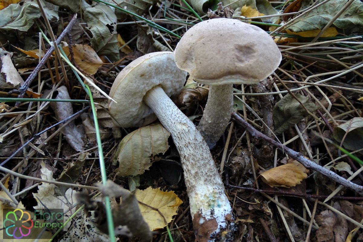Bruingrijze berkenboleet