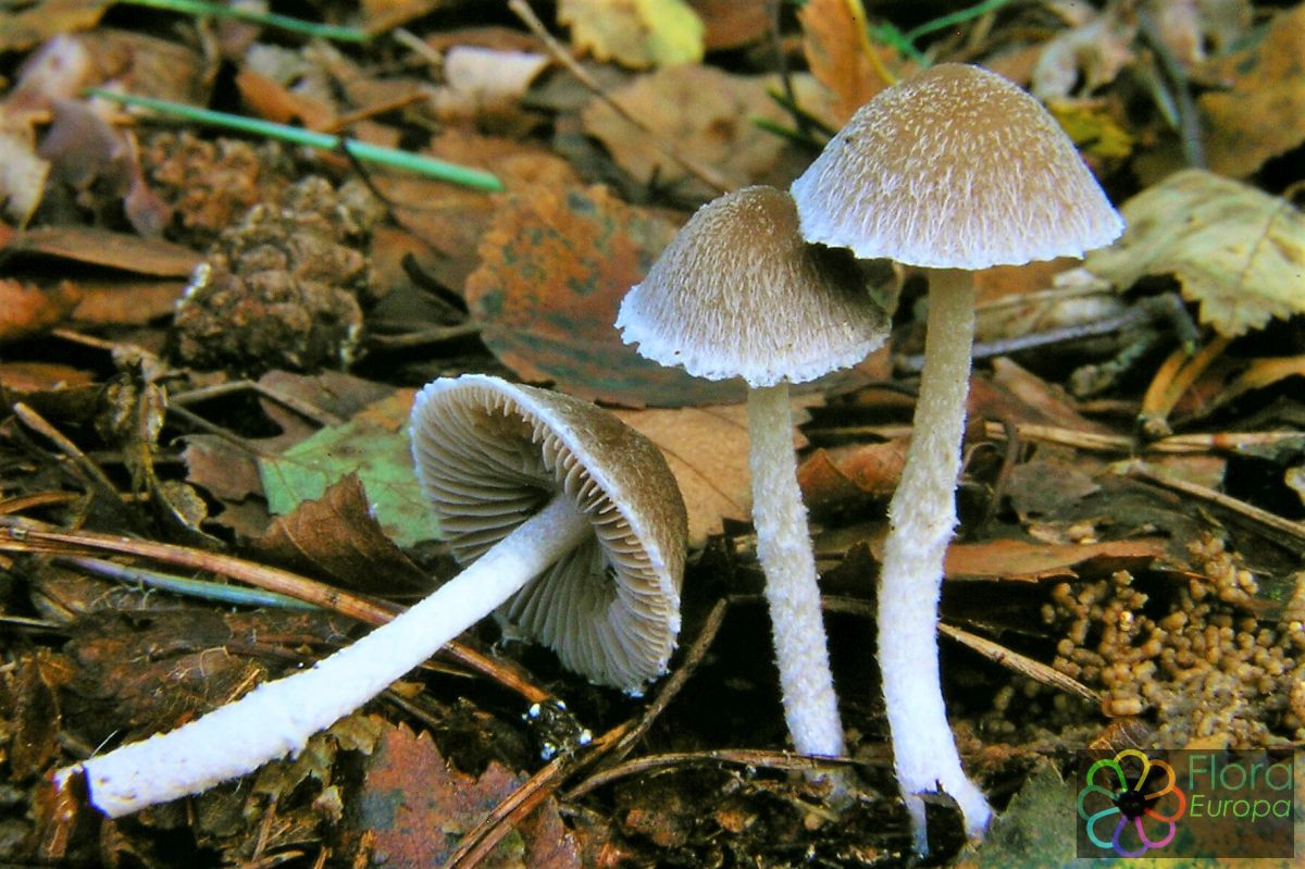 Wollige franjehoed