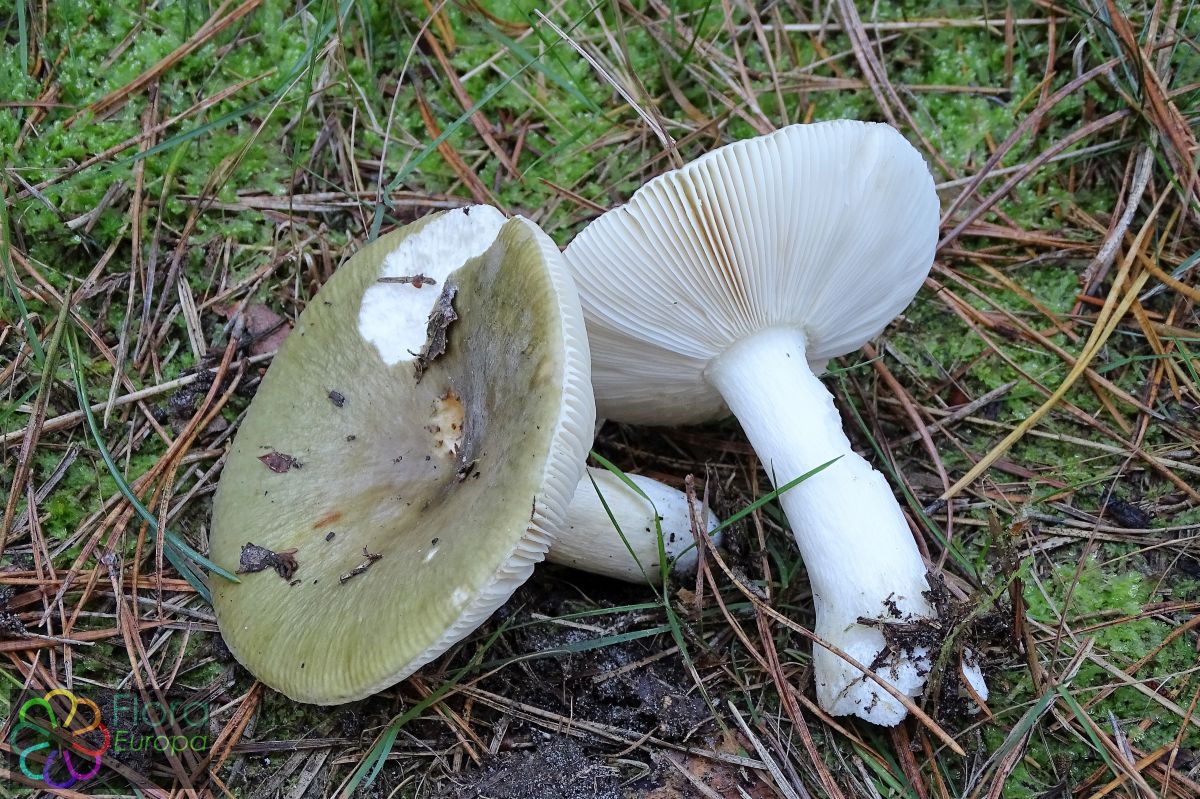 Vorkplaatrussula