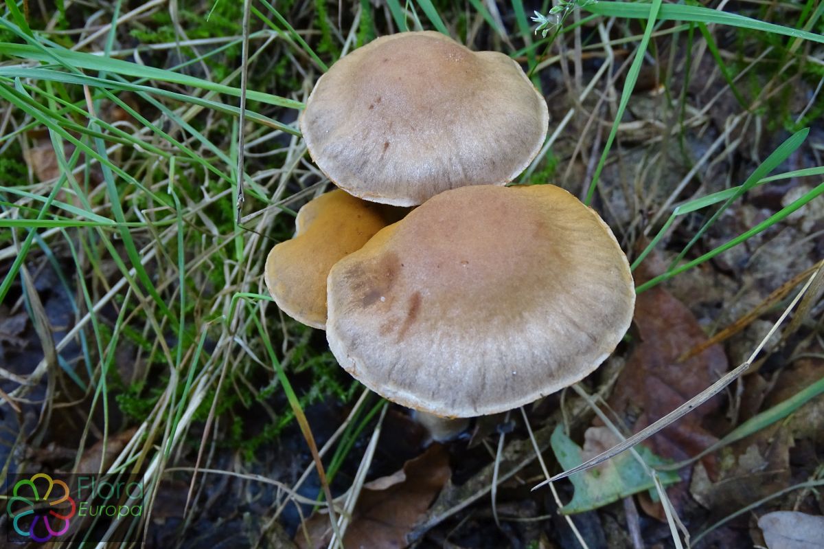 Vaaggegordelde gordijnzwam