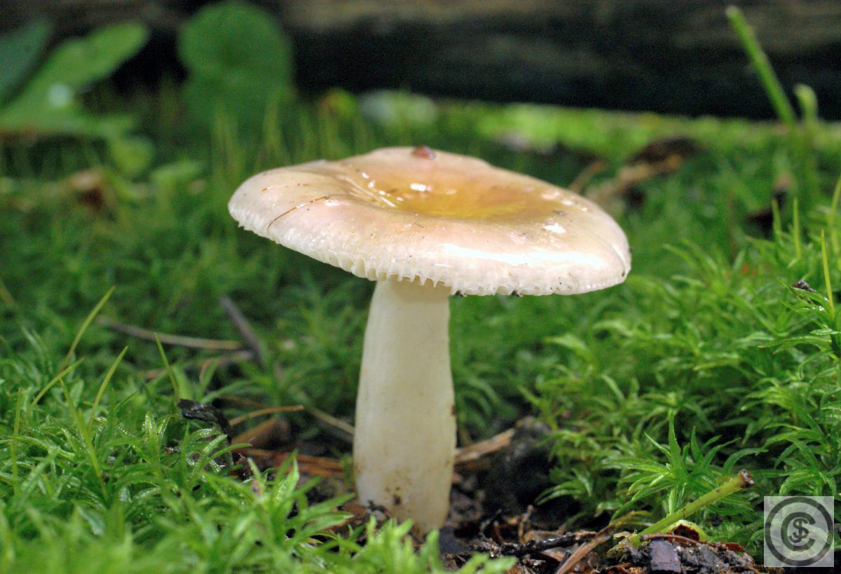 Abrikozenrussula