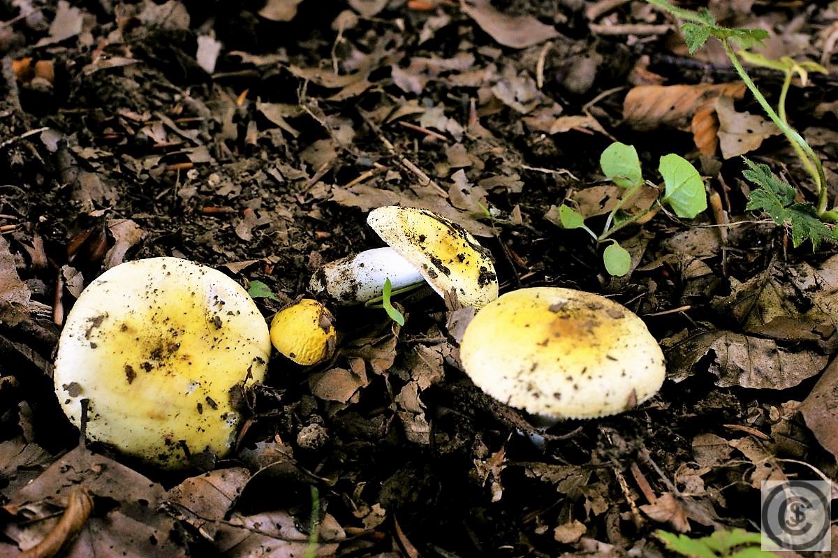 Zonnerussula