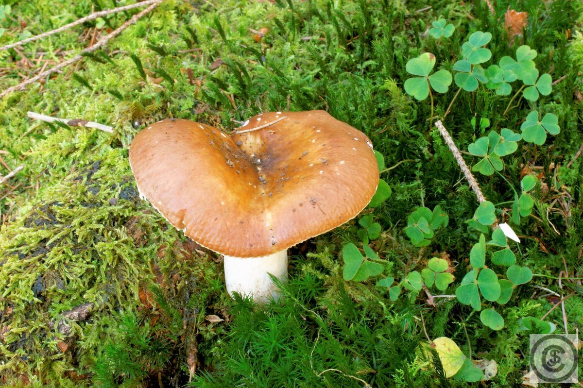 Bruine sparrenrussula