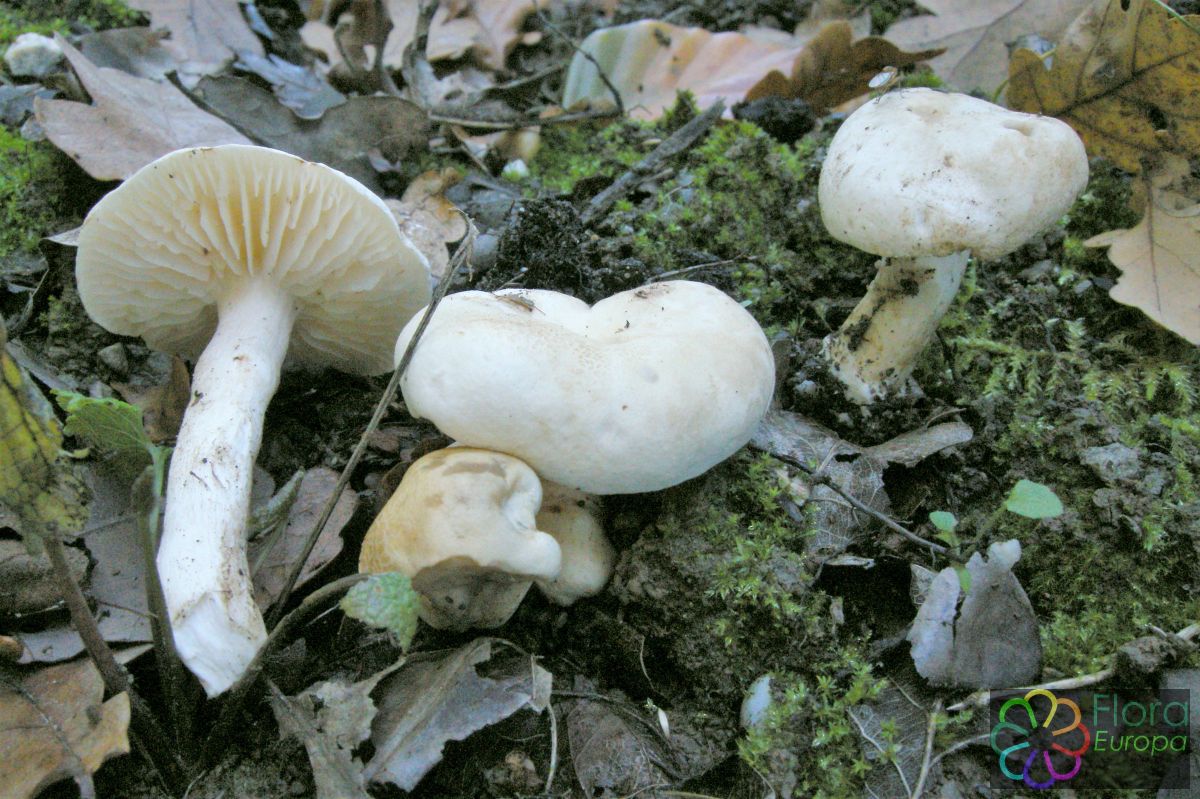 Vuilwitte ridderzwam