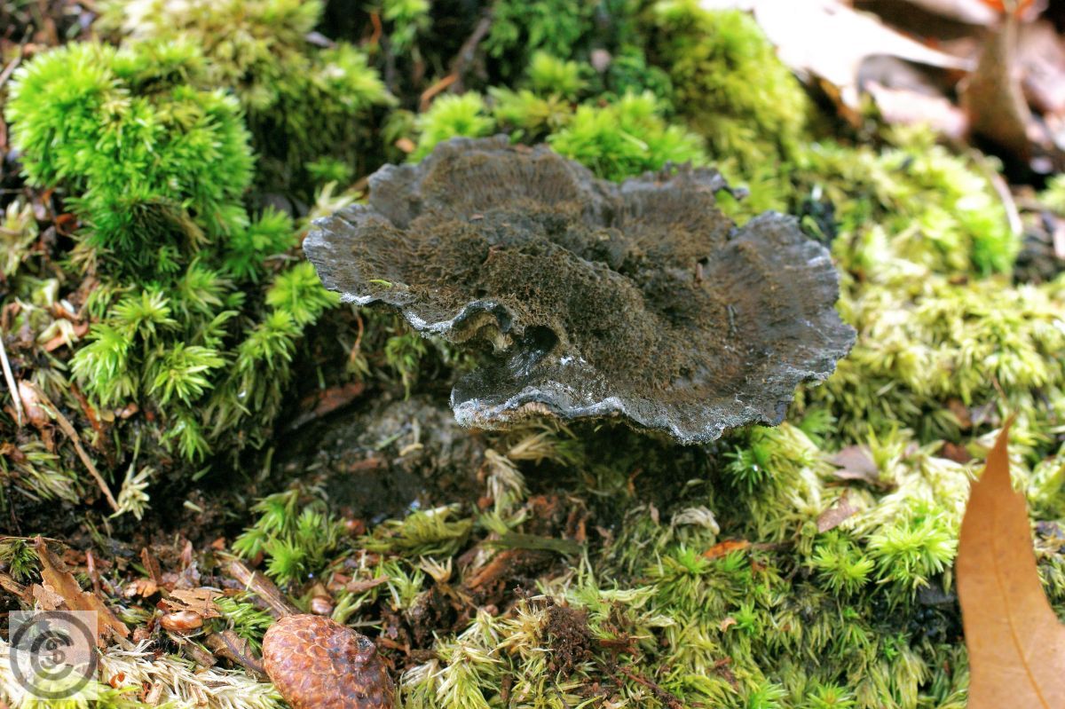 Blauwzwarte stekelzwam