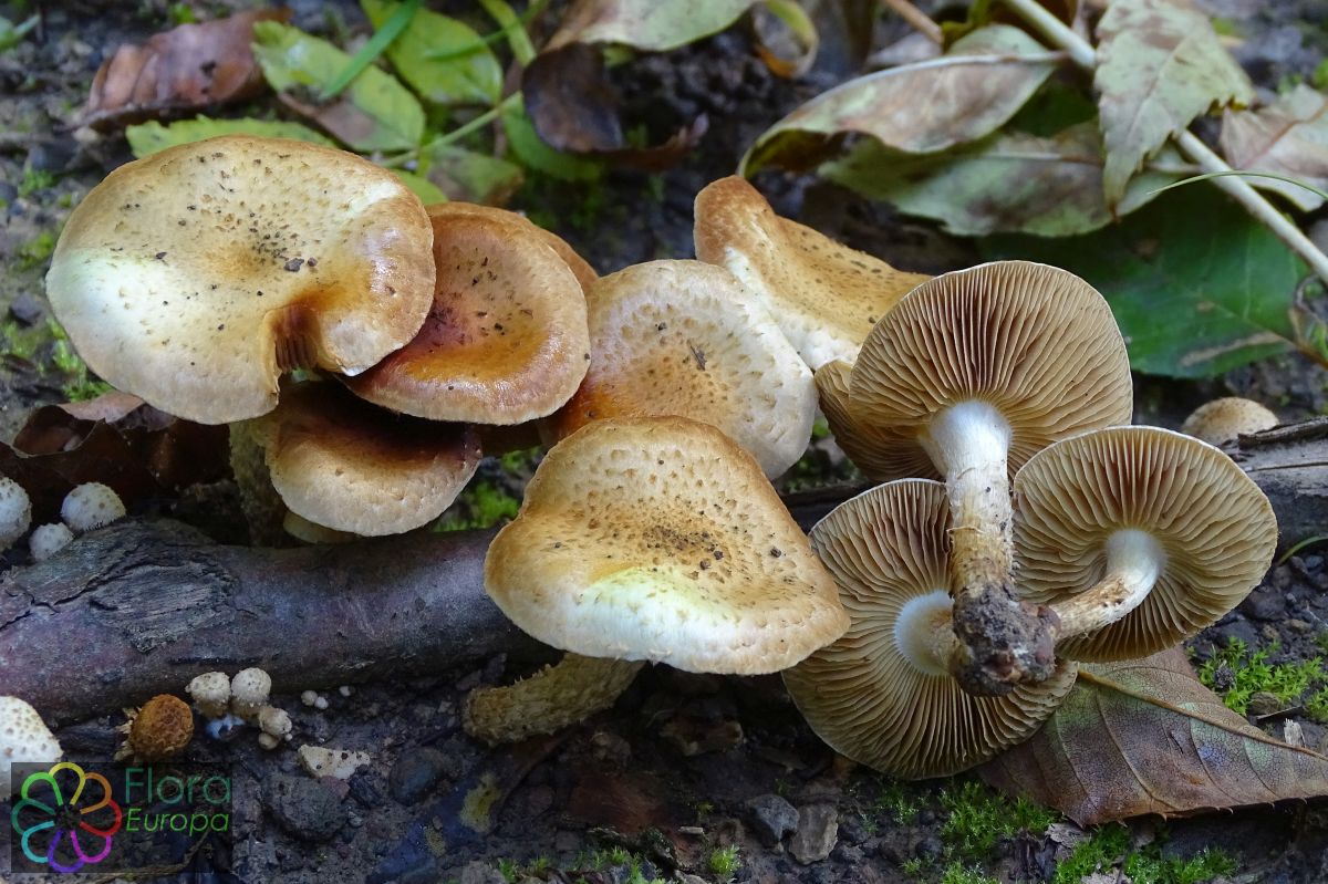 Bleekgele bundelzwam