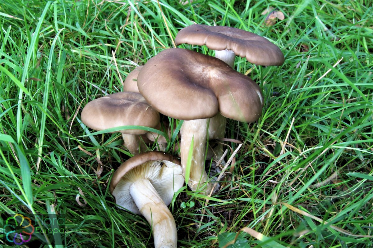 Bruine bundelridderzwam