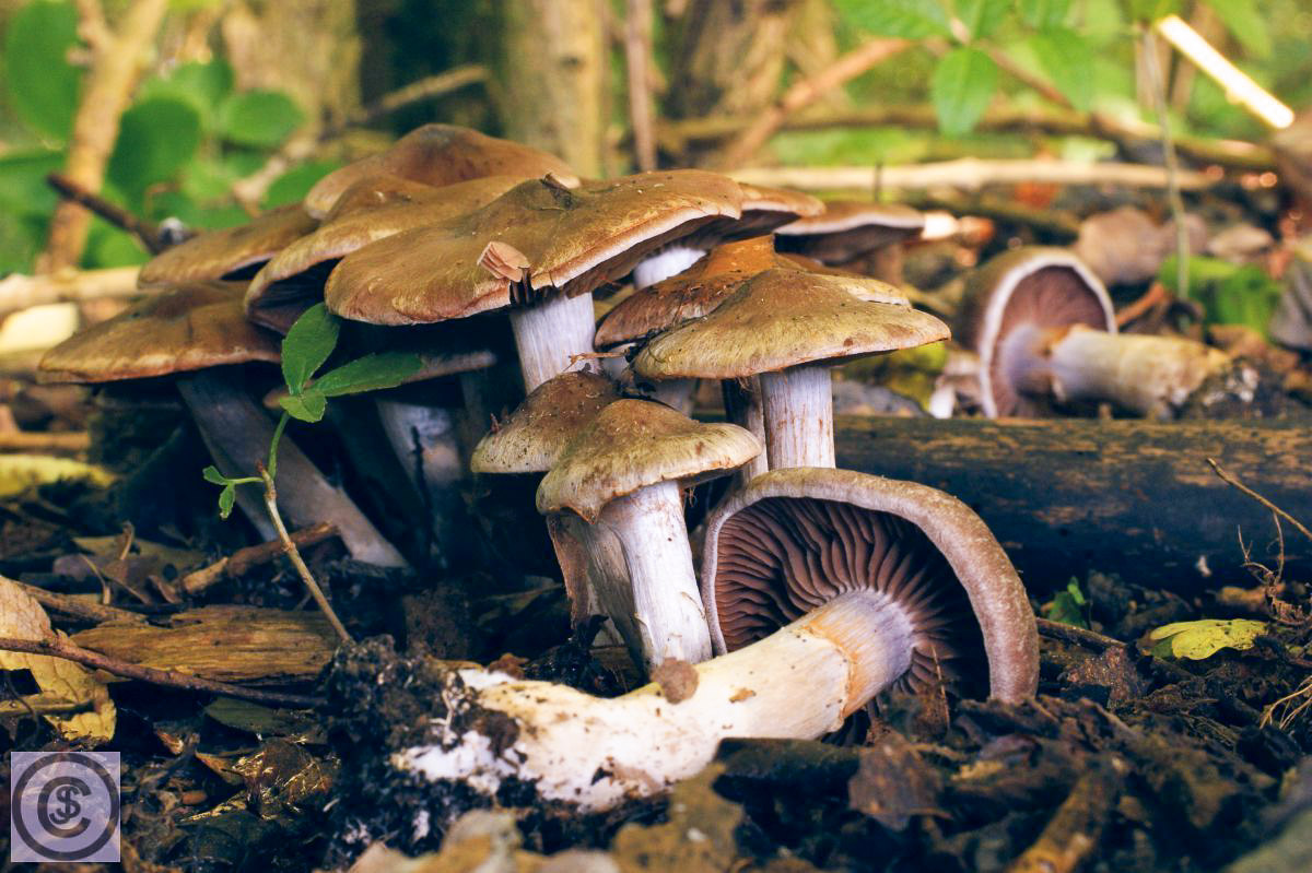 Bruine kleibosgordijnzwam