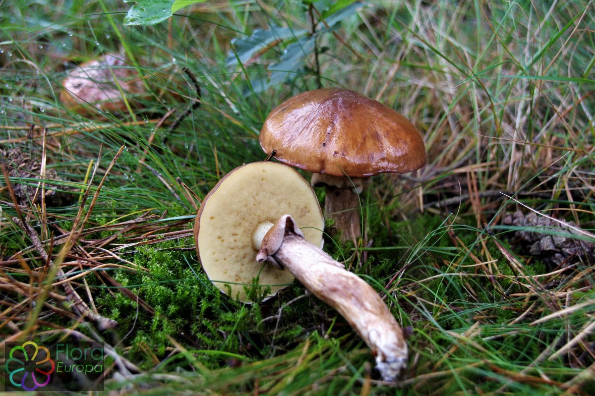 Bruine ringboleet