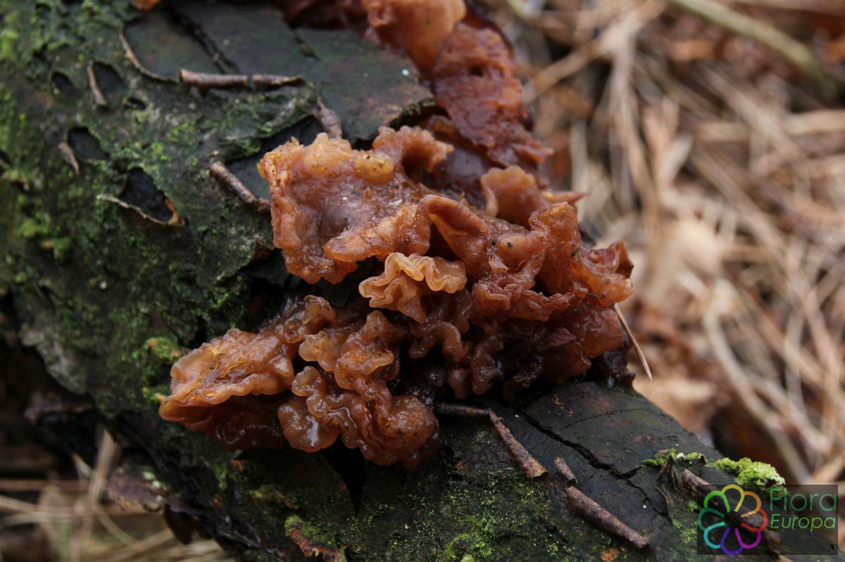 Bruinesuikerzwam