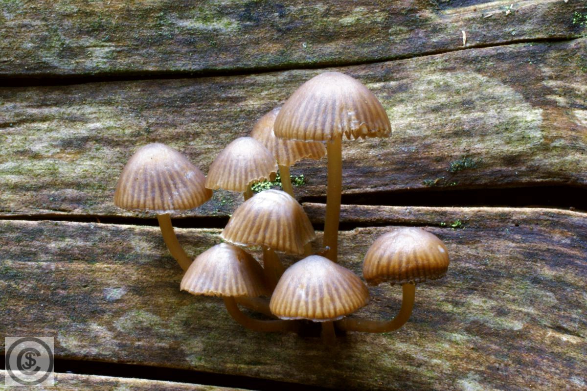 Bundelchloormycena