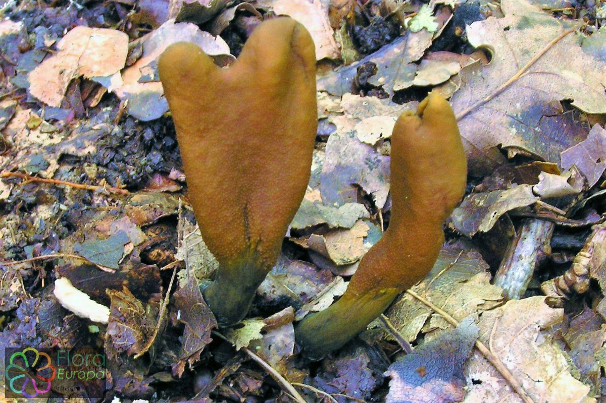 Zwarte truffelknotszwam