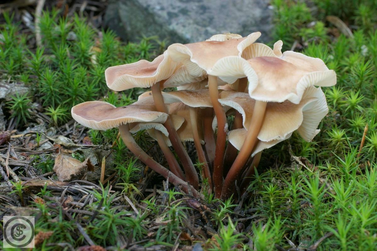 Bundelcollybia