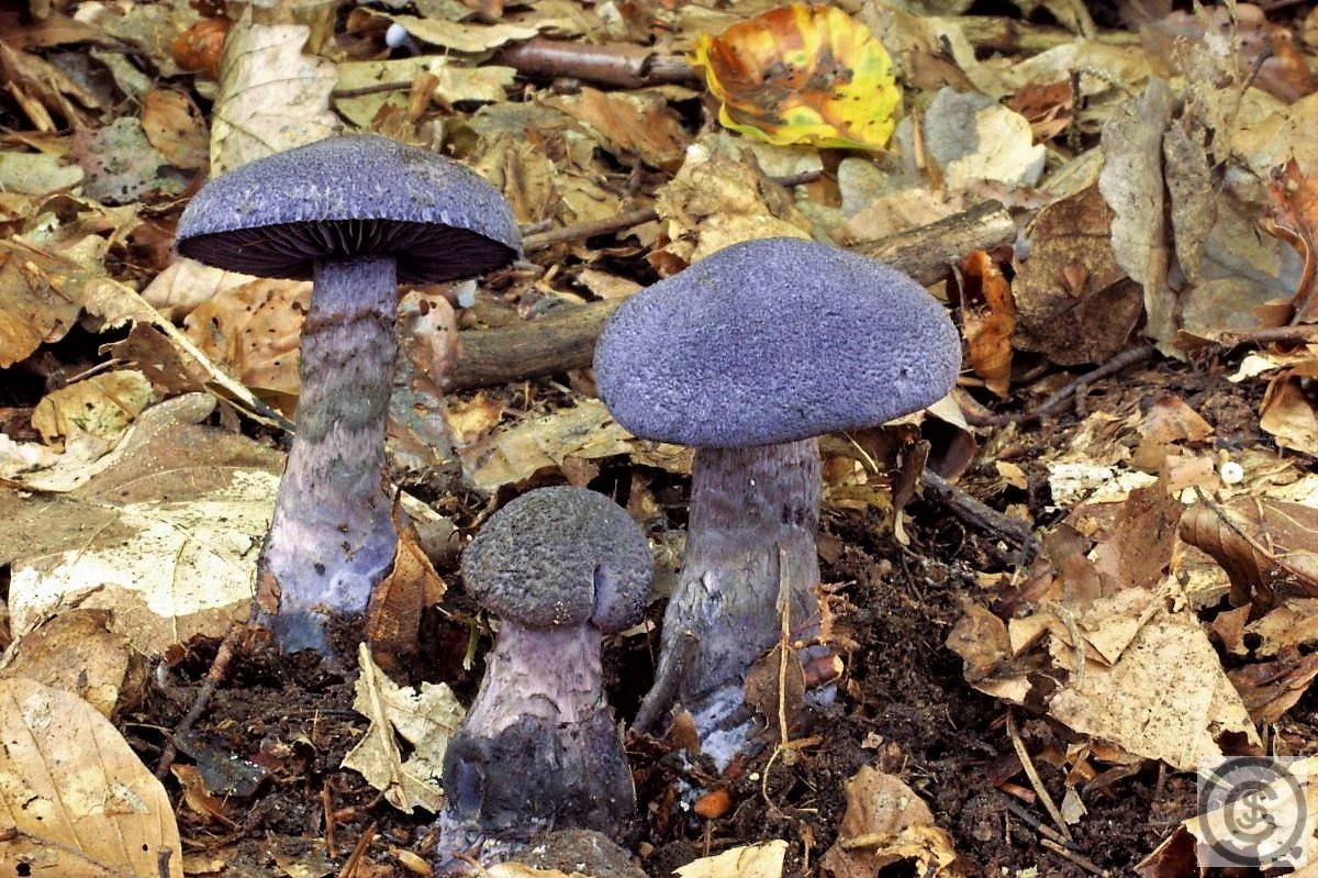 Violette gordijnzwam
