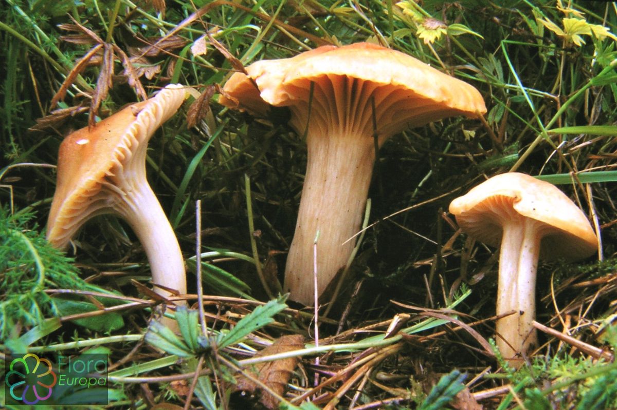 Weidewasplaat