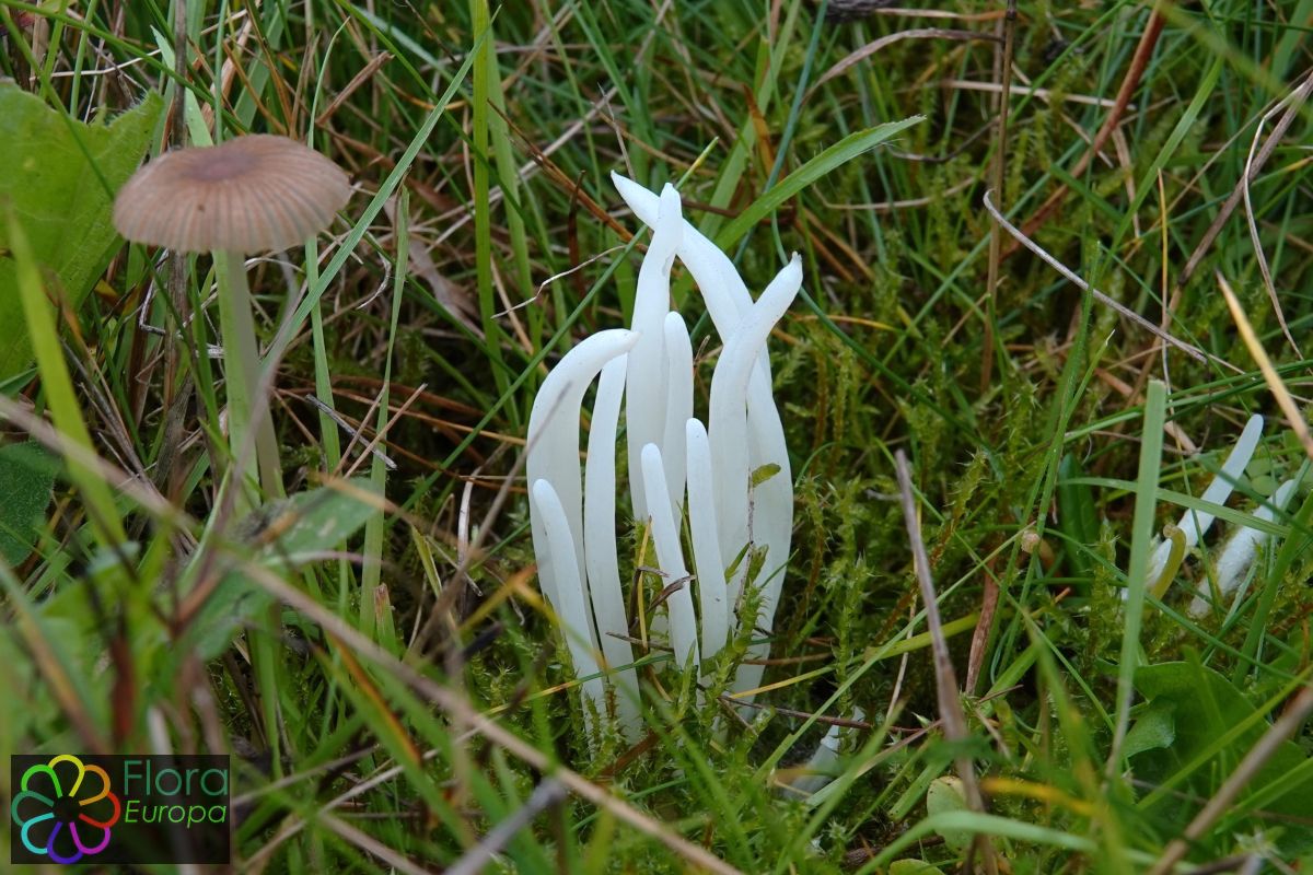 Wormvormige knotszwam